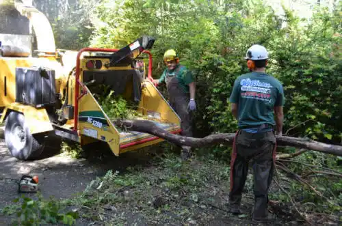 tree services San Antonio